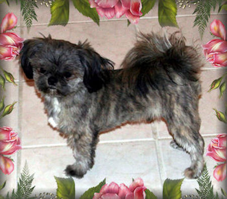 Jersey Chinese Imperial Shih Tzu Stud